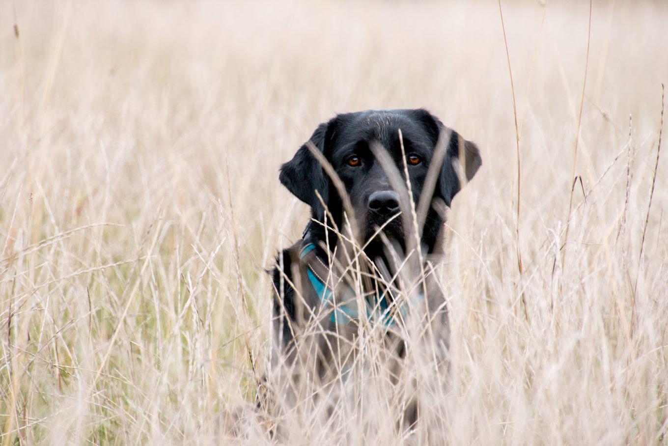 Labrador Easy is dood, vijf andere dieren zijn ziek: ‘Blijf weg uit losloopgebied in Ulestraten’